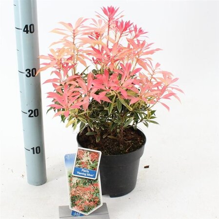 Pieris 'Flaming Silver' 25-30 cm cont. 3,0L - afbeelding 4