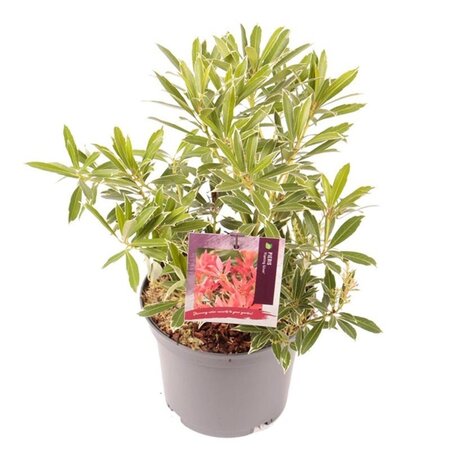 Pieris 'Flaming Silver' 25-30 cm cont. 3,0L - afbeelding 6