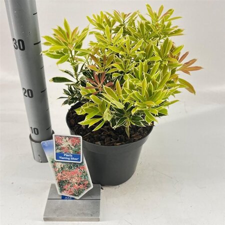 Pieris 'Flaming Silver' 25-30 cm cont. 3,0L - afbeelding 3