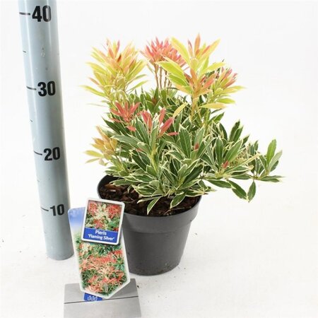 Pieris 'Flaming Silver' 25-30 cm cont. 3,0L - afbeelding 2