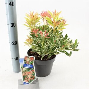 Pieris 'Flaming Silver' 25-30 cm cont. 3,0L - afbeelding 2