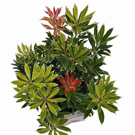 Pieris 'Flaming Silver' 25-30 cm cont. 3,0L - afbeelding 8