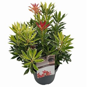 Pieris 'Flaming Silver' 25-30 cm cont. 3,0L - afbeelding 7