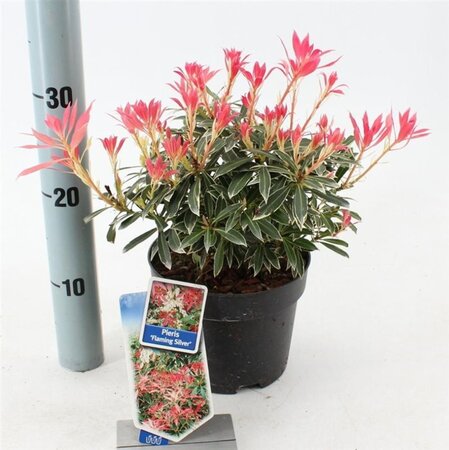 Pieris 'Flaming Silver' 25-30 cm cont. 3,0L - afbeelding 14