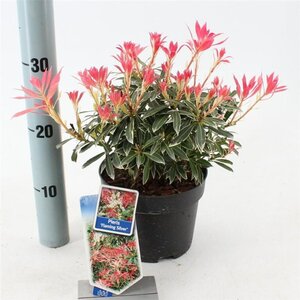 Pieris 'Flaming Silver' 25-30 cm cont. 3,0L - afbeelding 14