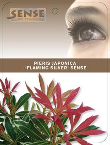 Pieris 'Flaming Silver' 25-30 cm cont. 3,0L - afbeelding 10