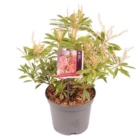 Pieris 'Flaming Silver' 25-30 cm cont. 3,0L - afbeelding 9