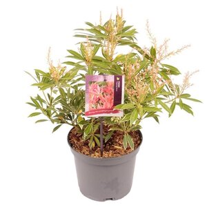 Pieris 'Flaming Silver' 25-30 cm cont. 3,0L - afbeelding 9