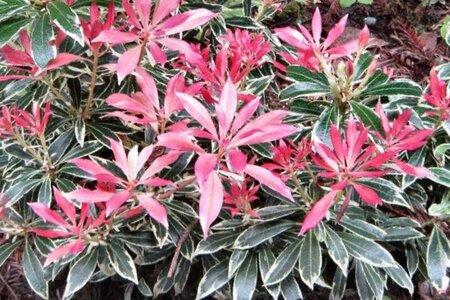 Pieris 'Flaming Silver' 30-40 cm cont. 3,0L - afbeelding 3