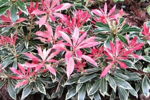 Pieris 'Flaming Silver' 30-40 cm cont. 3,0L - afbeelding 3