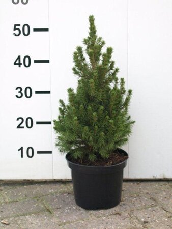 Picea gl. 'Conica' 30-40 cm cont. 2,0L - afbeelding 5