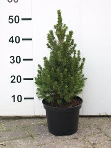Picea gl. 'Conica' 30-40 cm cont. 2,0L - afbeelding 5