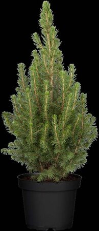 Picea gl. 'Conica' 30-40 cm cont. 2,0L - afbeelding 2