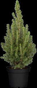 Picea gl. 'Conica' 30-40 cm cont. 2,0L - afbeelding 2