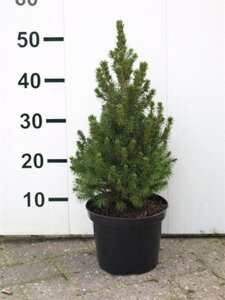 Picea gl. 'Conica' 30-40 cm cont. 2,0L - afbeelding 6
