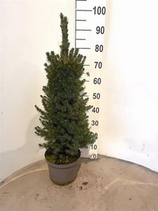 Picea gl. 'Conica' 60-80 cm cont. 5,0L - afbeelding 5