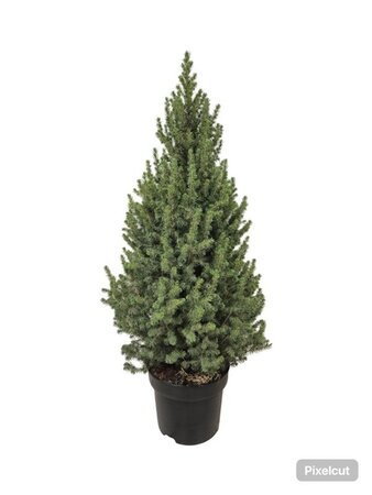 Picea gl. 'Conica' 80-100 cm cont. 10L