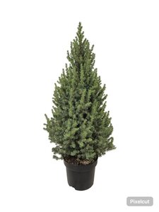 Picea gl. 'Conica' 80-100 cm cont. 10L