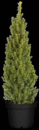 Picea gl. 'Conica' 80-100 cm met kluit - afbeelding 1