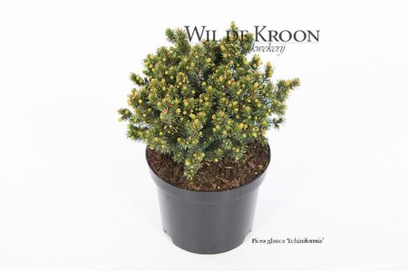 Picea gl. 'Echiniformis' 15-20 cm cont. 2,0L