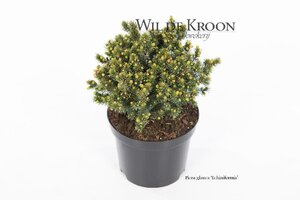 Picea gl. 'Echiniformis' 15-20 cm cont. 2,0L