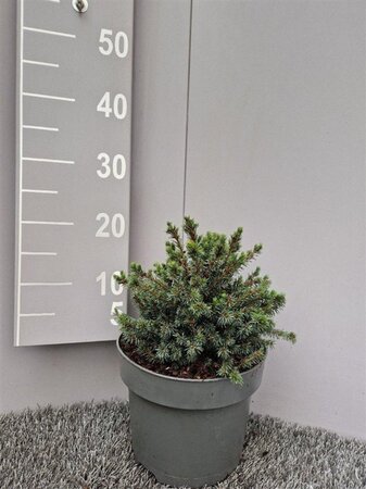 Picea gl. 'Echiniformis' 25-30 cm cont. 5,0L