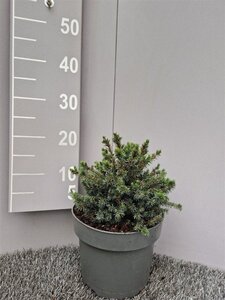Picea gl. 'Echiniformis' 25-30 cm cont. 5,0L