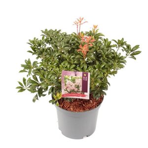 Pieris japonica 'Bonfire' 25-30 cm cont. 3,0L
