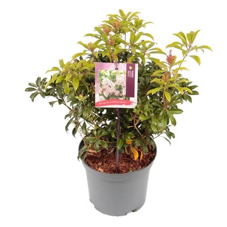 Pieris japonica 'Bonfire' 25-30 cm cont. 3,0L