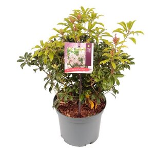 Pieris japonica 'Bonfire' 25-30 cm cont. 3,0L