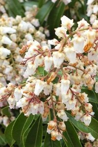 Pieris jap. 'Cupido' 20-25 cm cont. 3,0L