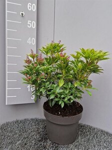Pieris jap. 'Cupido' 30-40 cm cont. 5,0L - afbeelding 2