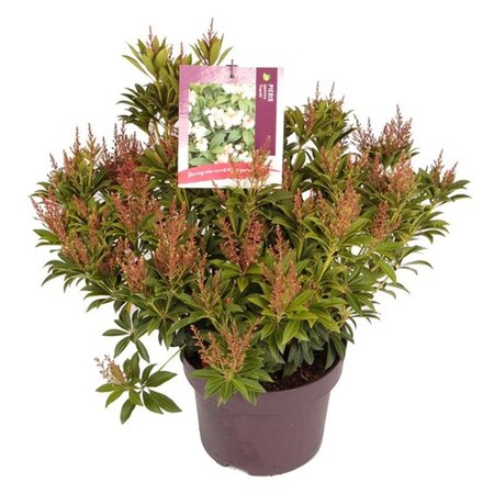 Pieris jap. 'Cupido' 30-40 cm cont. 5,0L - afbeelding 1