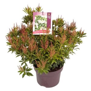 Pieris jap. 'Cupido' 30-40 cm cont. 5,0L