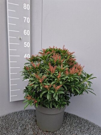Pieris jap. 'Cupido' 40-50 cm cont. 10L