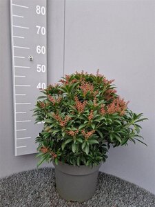 Pieris jap. 'Cupido' 40-50 cm cont. 10L