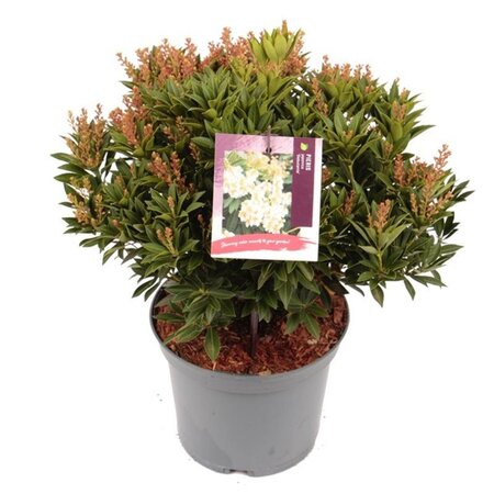 Pieris jap. 'Debutante' 20-25 cm cont. 3,0L - afbeelding 3