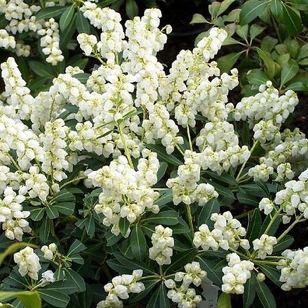 Pieris jap. 'Debutante' 20-25 cm cont. 3,0L - afbeelding 2