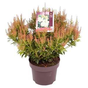 Pieris jap. 'Debutante' 30-40 cm cont. 5,0L