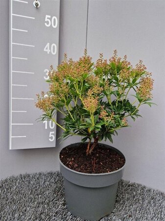 Pieris jap. 'Debutante' 30-40 cm cont. 5,0L - afbeelding 1