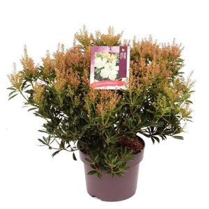 Pieris jap. 'Debutante' 30-40 cm cont. 5,0L - afbeelding 2