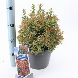 Pieris jap. 'Little Heath' 30-40 cm cont. 5,0L