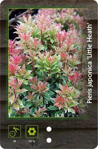 Pieris jap. 'Little Heath' 30-40 cm cont. 5,0L
