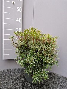 Pieris jap. 'Little Heath' 30-40 cm cont. 5,0L
