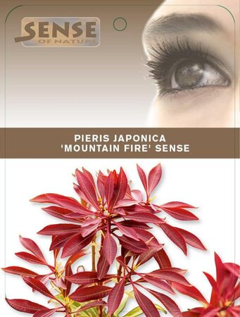 Pieris jap. 'Mountain Fire' 25-30 cm cont. 3,0L - afbeelding 1