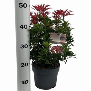 Pieris jap. 'Mountain Fire' 25-30 cm cont. 3,0L - afbeelding 2