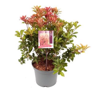 Pieris jap. 'Mountain Fire' 25-30 cm cont. 3,0L - afbeelding 5