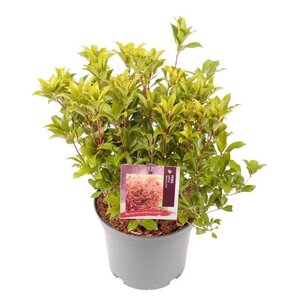 Pieris jap. 'Mountain Fire' 25-30 cm cont. 3,0L