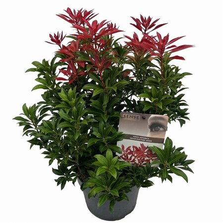 Pieris jap. 'Mountain Fire' 25-30 cm cont. 3,0L - afbeelding 3