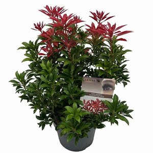 Pieris jap. 'Mountain Fire' 25-30 cm cont. 3,0L - afbeelding 3